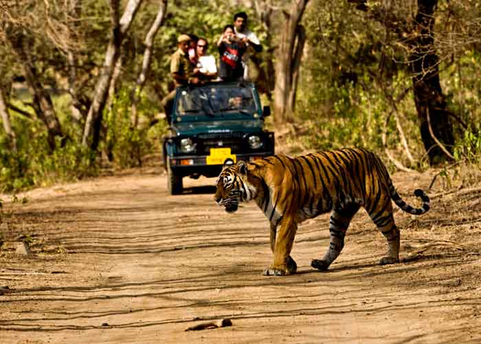 Ranthambore Holiday PackagesRanthambore Tour packages Tiger Tour Packages Ranthambhore