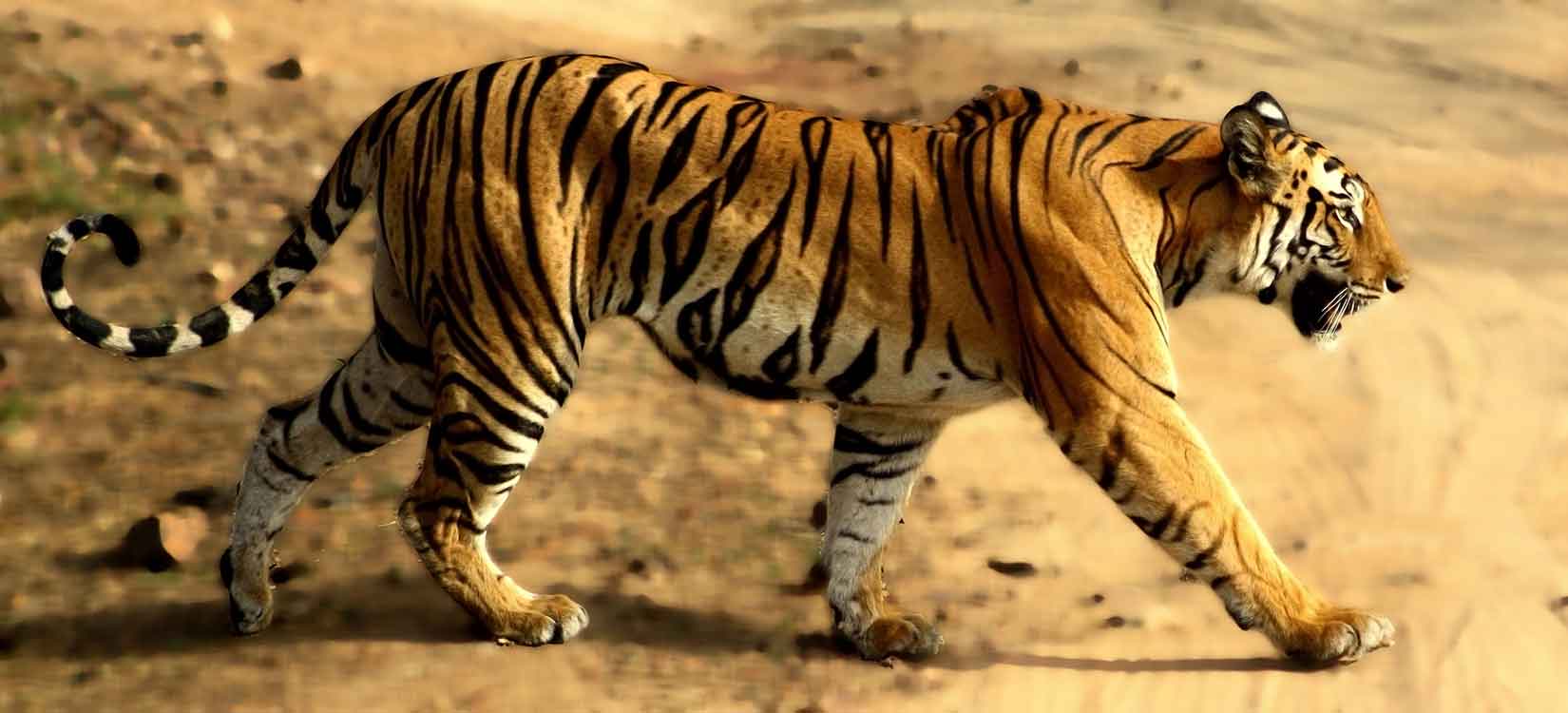 11 Days in The Tigers Goldmine|Tiger safaris & Tiger watching tours|  World's best responsible & ecotourism tiger safaris